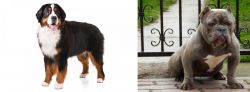 Bernese Mountain Dog vs American Bully - Breed Comparison