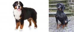 Bernese Mountain Dog vs Austrian Black and Tan Hound - Breed Comparison