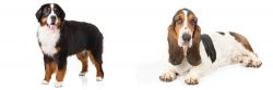 Bernese Mountain Dog vs Basset Hound - Breed Comparison