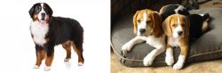 Bernese Mountain Dog vs Beagle - Breed Comparison