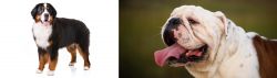 Bernese Mountain Dog vs English Bulldog - Breed Comparison