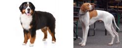 Bernese Mountain Dog vs English Pointer - Breed Comparison