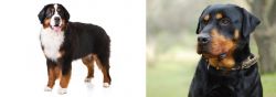 Bernese Mountain Dog vs Rottweiler - Breed Comparison