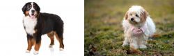 Bernese Mountain Dog vs West Highland White Terrier - Breed Comparison