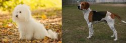 Bichon Bolognese vs Anglo-Francais de Petite Venerie - Breed Comparison