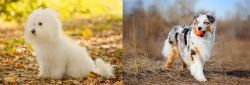 Bichon Bolognese vs Australian Shepherd - Breed Comparison