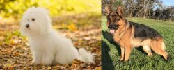 Bichon Bolognese vs German Shepherd - Breed Comparison