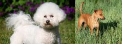 Bichon Frise vs Africanis - Breed Comparison