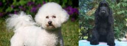 Bichon Frise vs American Cocker Spaniel - Breed Comparison