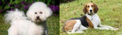 Bichon Frise vs American English Coonhound - Breed Comparison