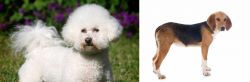 Bichon Frise vs Beagle-Harrier - Breed Comparison