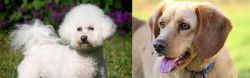 Bichon Frise vs Beago - Breed Comparison
