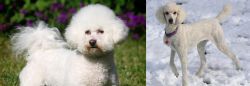 Bichon Frise vs Poodle - Breed Comparison