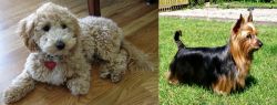 Bichonpoo vs Australian Silky Terrier - Breed Comparison