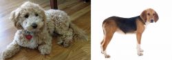 Bichonpoo vs Beagle-Harrier - Breed Comparison