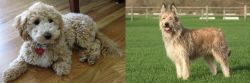 Bichonpoo vs Berger Picard - Breed Comparison