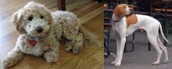 Bichonpoo vs English Pointer - Breed Comparison