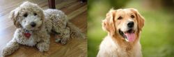 Bichonpoo vs Golden Retriever - Breed Comparison