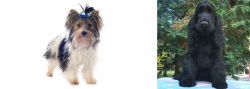 Biewer vs American Cocker Spaniel - Breed Comparison