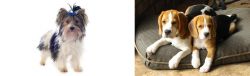 Biewer vs Beagle - Breed Comparison