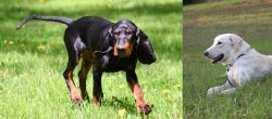 Black and Tan Coonhound vs Akbash Dog - Breed Comparison