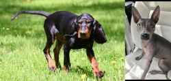 Black and Tan Coonhound vs American Hairless Terrier - Breed Comparison