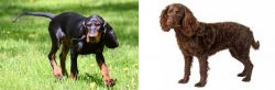 Black and Tan Coonhound vs American Water Spaniel - Breed Comparison