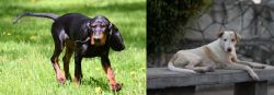 Black and Tan Coonhound vs Askal - Breed Comparison