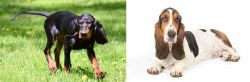 Black and Tan Coonhound vs Basset Hound - Breed Comparison