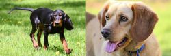 Black and Tan Coonhound vs Beago - Breed Comparison