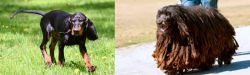 Black and Tan Coonhound vs Bergamasco - Breed Comparison