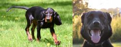 Black and Tan Coonhound vs Borador - Breed Comparison