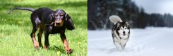 Black and Tan Coonhound vs Siberian Husky - Breed Comparison