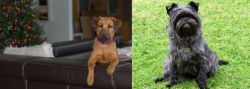 Black Mouth Cur vs Affenpinscher - Breed Comparison