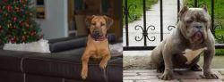 Black Mouth Cur vs American Bully - Breed Comparison