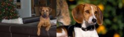 Black Mouth Cur vs American Foxhound - Breed Comparison