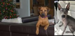 Black Mouth Cur vs American Hairless Terrier - Breed Comparison