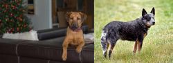 Black Mouth Cur vs Austrailian Blue Heeler - Breed Comparison