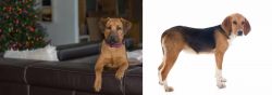 Black Mouth Cur vs Beagle-Harrier - Breed Comparison