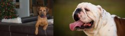Black Mouth Cur vs English Bulldog - Breed Comparison