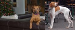Black Mouth Cur vs English Pointer - Breed Comparison