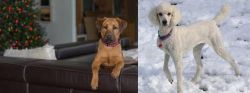 Black Mouth Cur vs Poodle - Breed Comparison