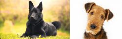 Black Norwegian Elkhound vs Airedale Terrier - Breed Comparison