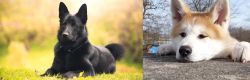 Black Norwegian Elkhound vs Akita - Breed Comparison