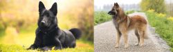 Black Norwegian Elkhound vs Belgian Shepherd Dog (Tervuren) - Breed Comparison