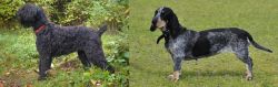 Black Russian Terrier vs Basset Bleu de Gascogne - Breed Comparison