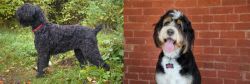Black Russian Terrier vs Bernedoodle - Breed Comparison