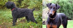 Black Russian Terrier vs Doberman Pinscher - Breed Comparison