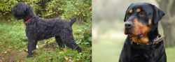 Black Russian Terrier vs Rottweiler - Breed Comparison