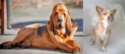 Bloodhound vs Alopekis - Breed Comparison